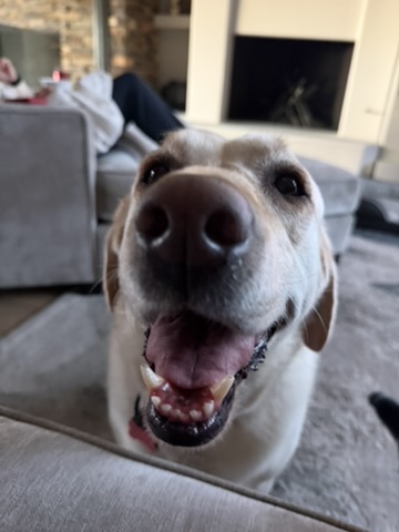 Happy dog